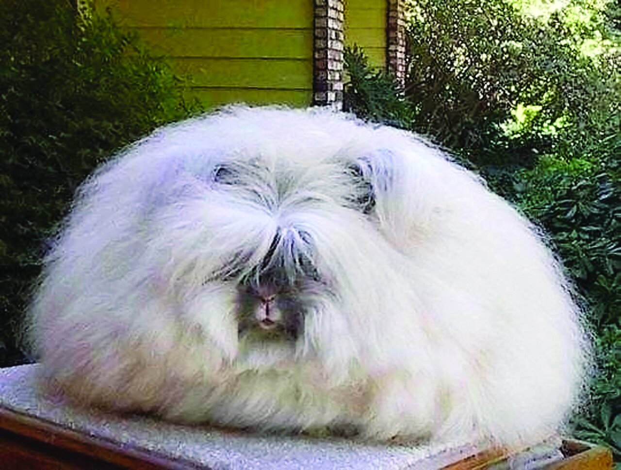 تصاویری از جانوران باور نکردنی | آنها آنقدر عجیب و غریب هستند که نمیتوان وجودشان را باور کرد