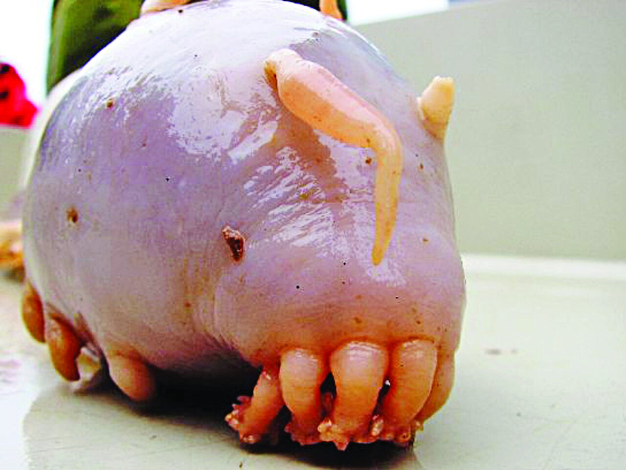 تصاویری از جانوران باور نکردنی | آنها آنقدر عجیب و غریب هستند که نمیتوان وجودشان را باور کرد