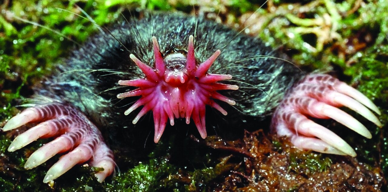 تصاویری از جانوران باور نکردنی | آنها آنقدر عجیب و غریب هستند که نمیتوان وجودشان را باور کرد