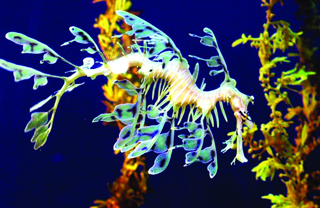 تصاویری از جانوران باور نکردنی | آنها آنقدر عجیب و غریب هستند که نمیتوان وجودشان را باور کرد