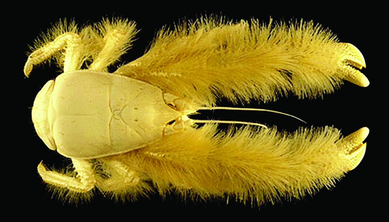 تصاویری از جانوران باور نکردنی | آنها آنقدر عجیب و غریب هستند که نمیتوان وجودشان را باور کرد