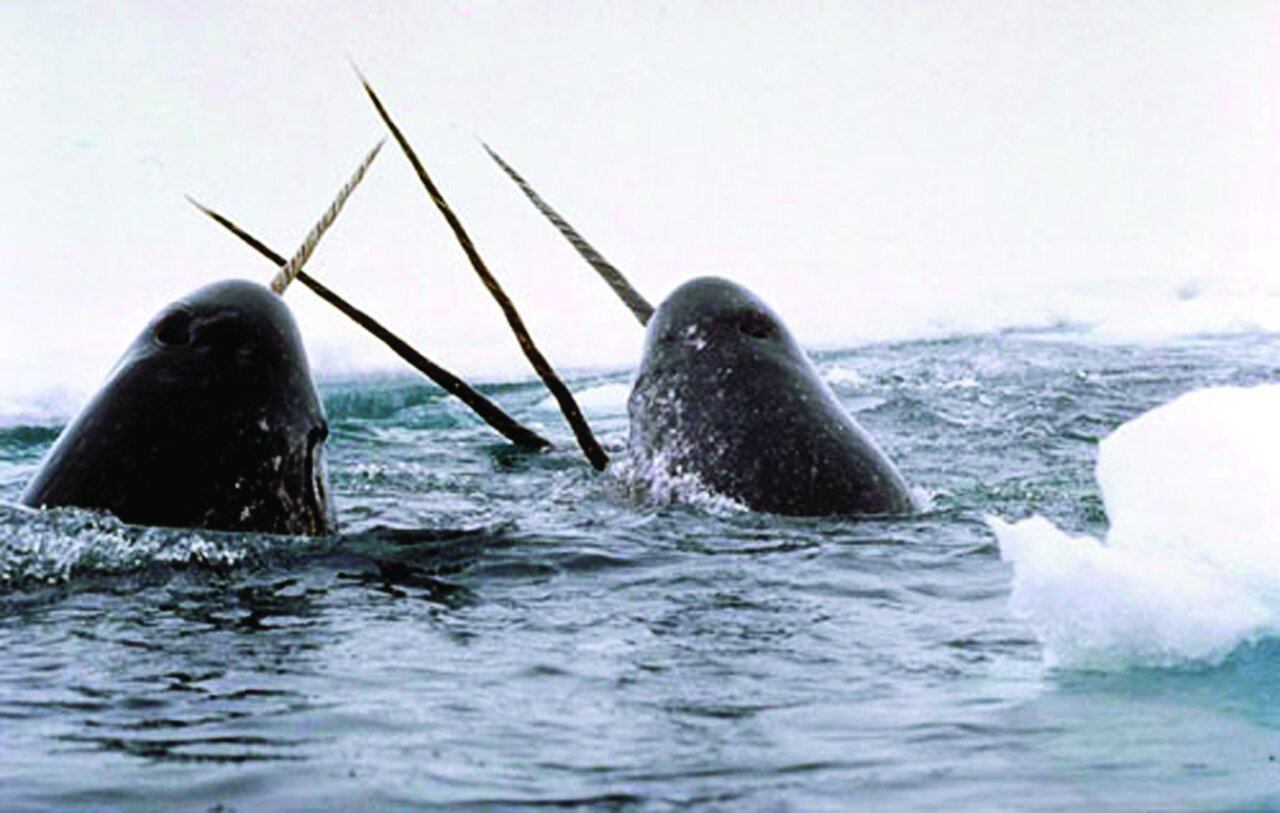 تصاویری از جانوران باور نکردنی | آنها آنقدر عجیب و غریب هستند که نمیتوان وجودشان را باور کرد