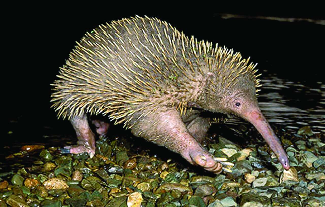 تصاویری از جانوران باور نکردنی | آنها آنقدر عجیب و غریب هستند که نمیتوان وجودشان را باور کرد