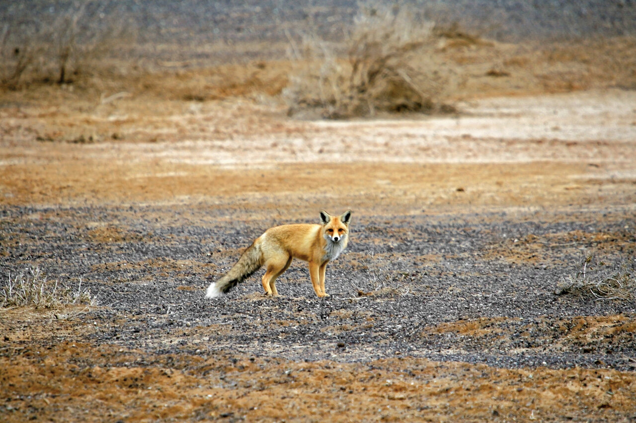 زیباترین تالاب فصلی ایران در اطرف تهران