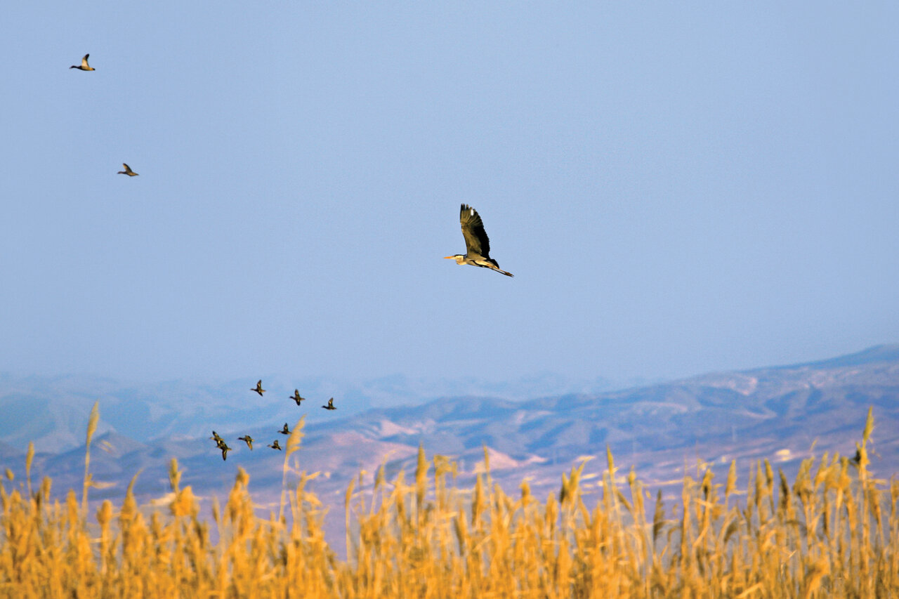 زیباترین تالاب فصلی ایران در اطرف تهران
