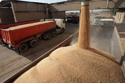ببینید | تعیین تکلیف ۶ هزار تن گندم بلاتکلیف در مازندران | توضیحات مهم مدیرعامل سازمان اموال تملیکی