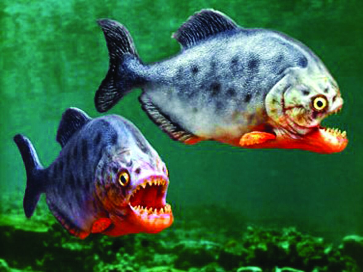 درنده ترین ماهی دنیا کروکودیل هم شکار می کند