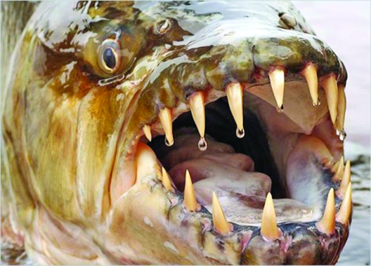 پیرانا خطرناک ترین ماهی دنیا