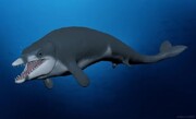کشف حیرت‌انگیز فسیل یک نهنگ پادار در مصر!