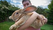 تصاویر عجیب و باورنکردنی خرگوش غول‌پیکر ۱۰ کیلوگرمی!