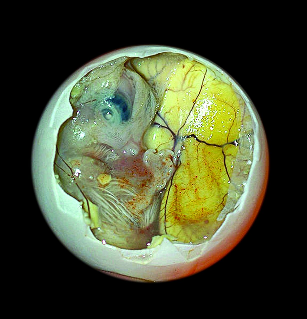 یک غذای سنتی ایرانی در بین حال به هم زنترین غذاهای جهان | تصاویری از چندشآورترین خوراکهای دنیا