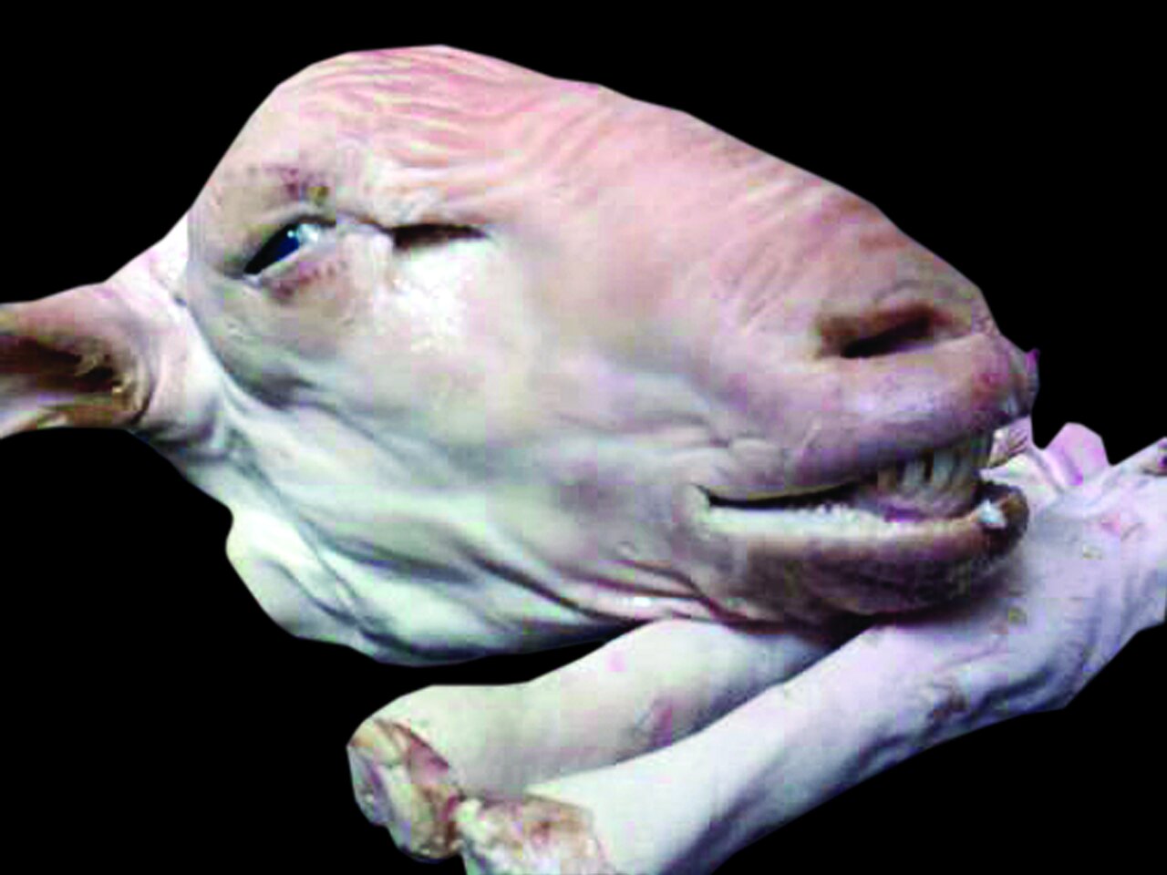 یک غذای سنتی ایرانی در بین حال به هم زنترین غذاهای جهان | تصاویری از چندشآورترین خوراکهای دنیا