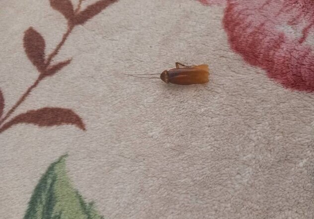 تصاویر | خداحافظی زودهنگام ستاره ایرانی بهخاطر سوسک و عدس پلو! | اخراج رکورددار ملی پس از انتشار تصاویر جنجالی!