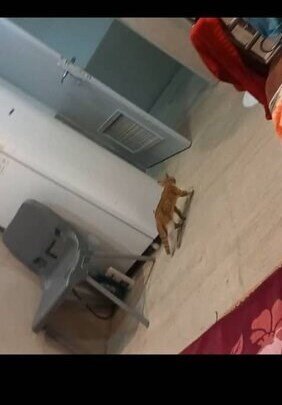 تصاویر | خداحافظی زودهنگام ستاره ایرانی بهخاطر سوسک و عدس پلو! | اخراج رکورددار ملی پس از انتشار تصاویر جنجالی!