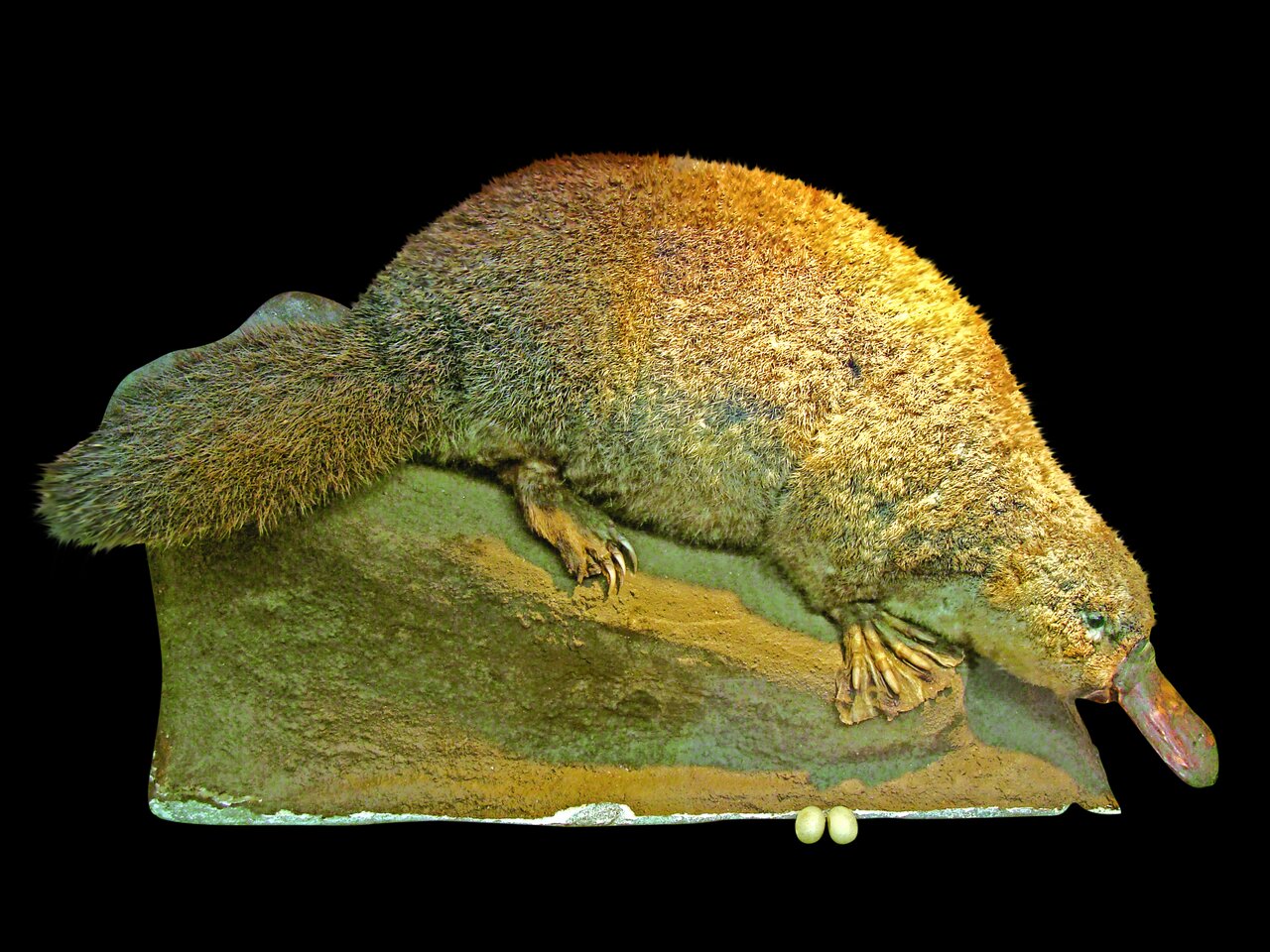 تصاویری از عجیبترین و شگفت انگیزترین جانور استرالیا