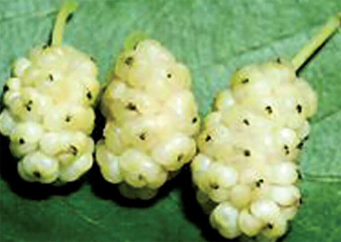 میوهای گه با خوردن آن میتوانید به جنگ انواع بیماریها بروید