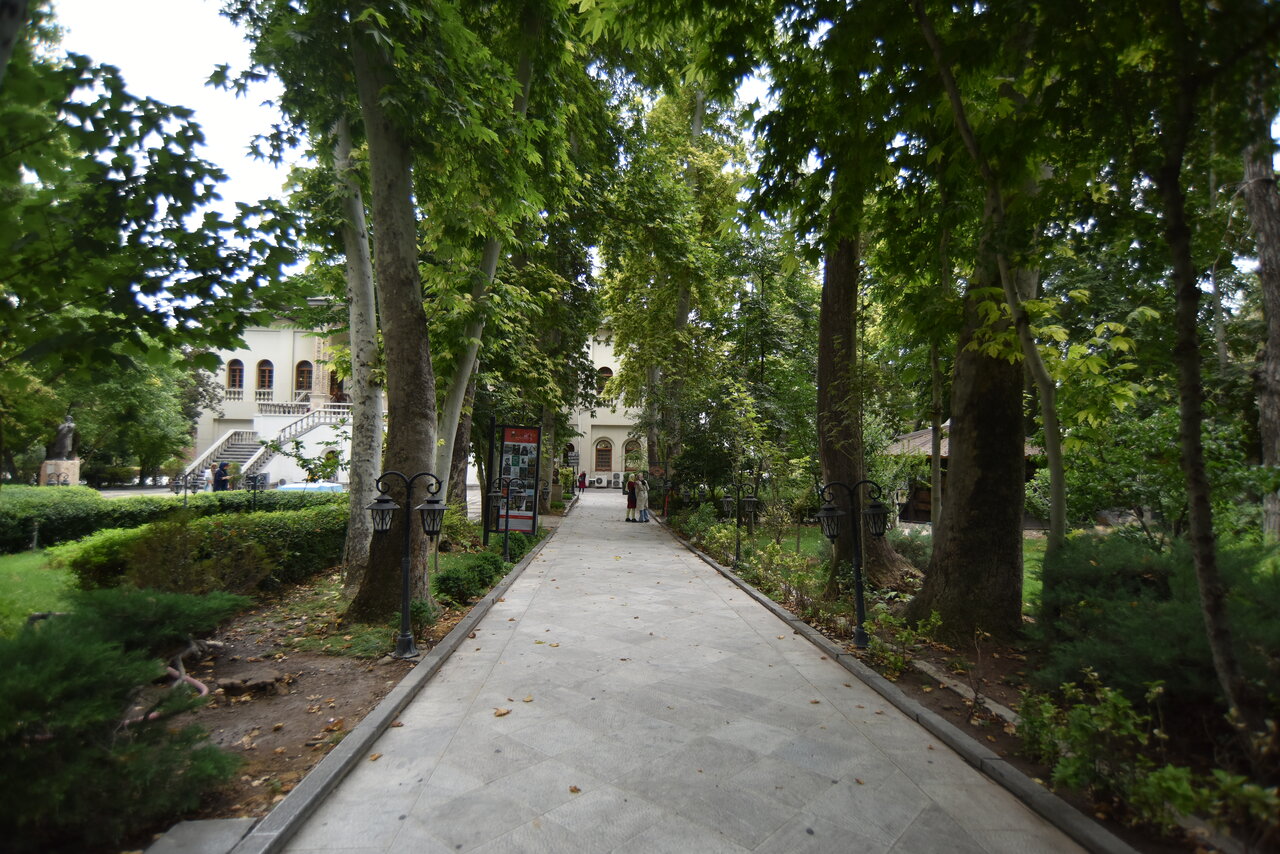 هزارسالههای شمیران | همه آنچه باید درباره چنارهایی شگفت انگیز شمال تهران بدانید