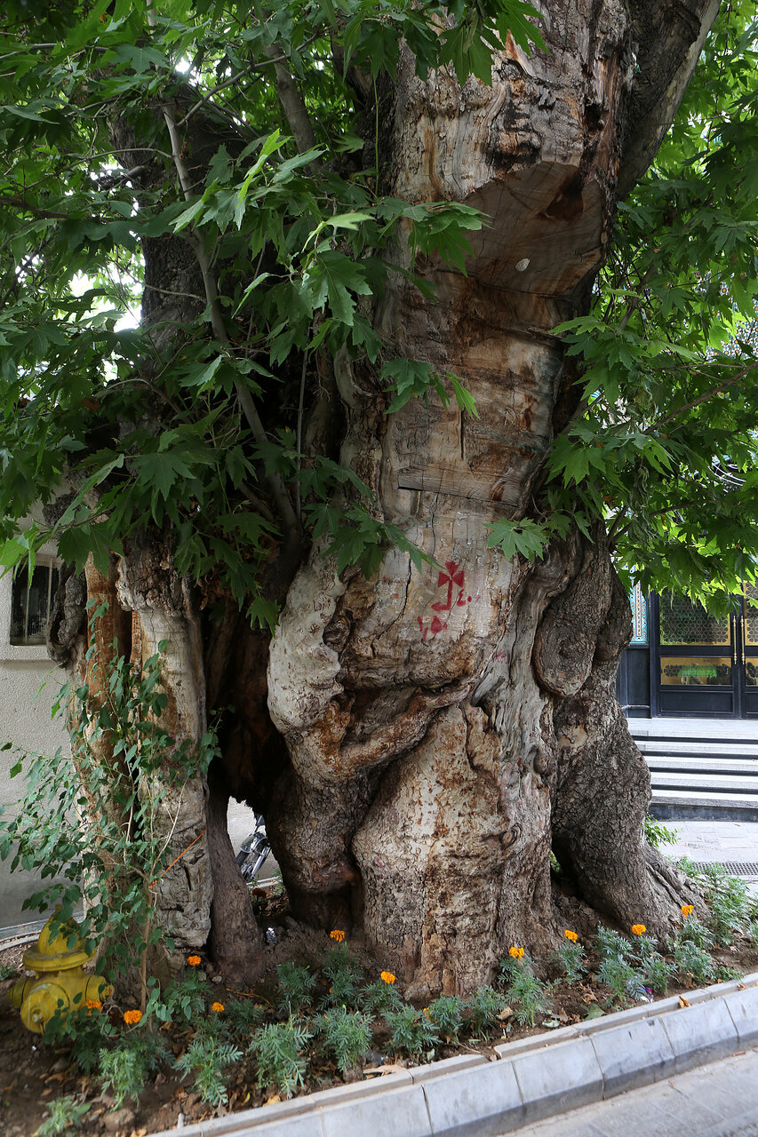 هزارسالههای شمیران | همه آنچه باید درباره چنارهایی شگفت انگیز شمال تهران بدانید