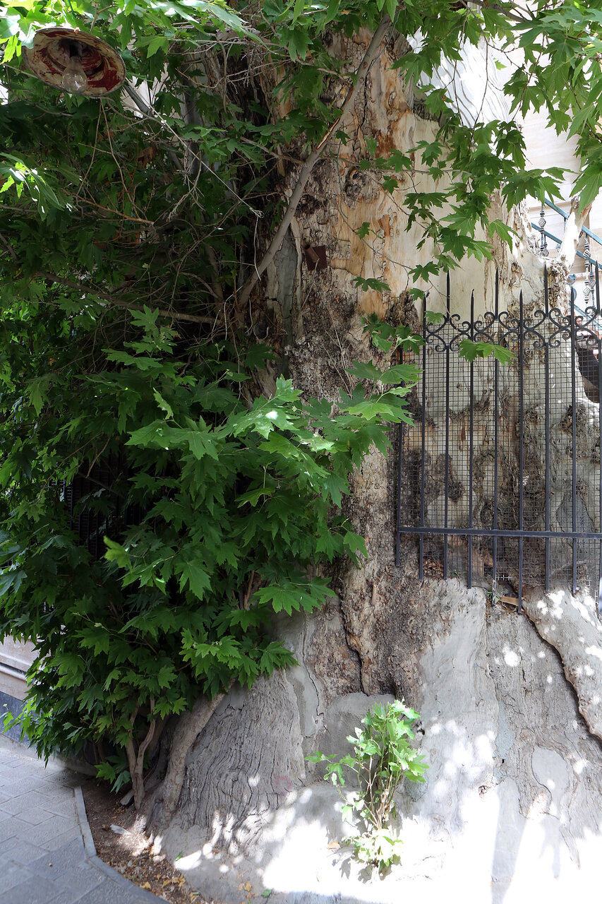 این برادران جمارانی هزار سال عمر کردهاند