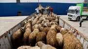 نرخ جدید بره نر پروار و گوساله | هر کیلو گوساله زنده در بازار تهران چند؟