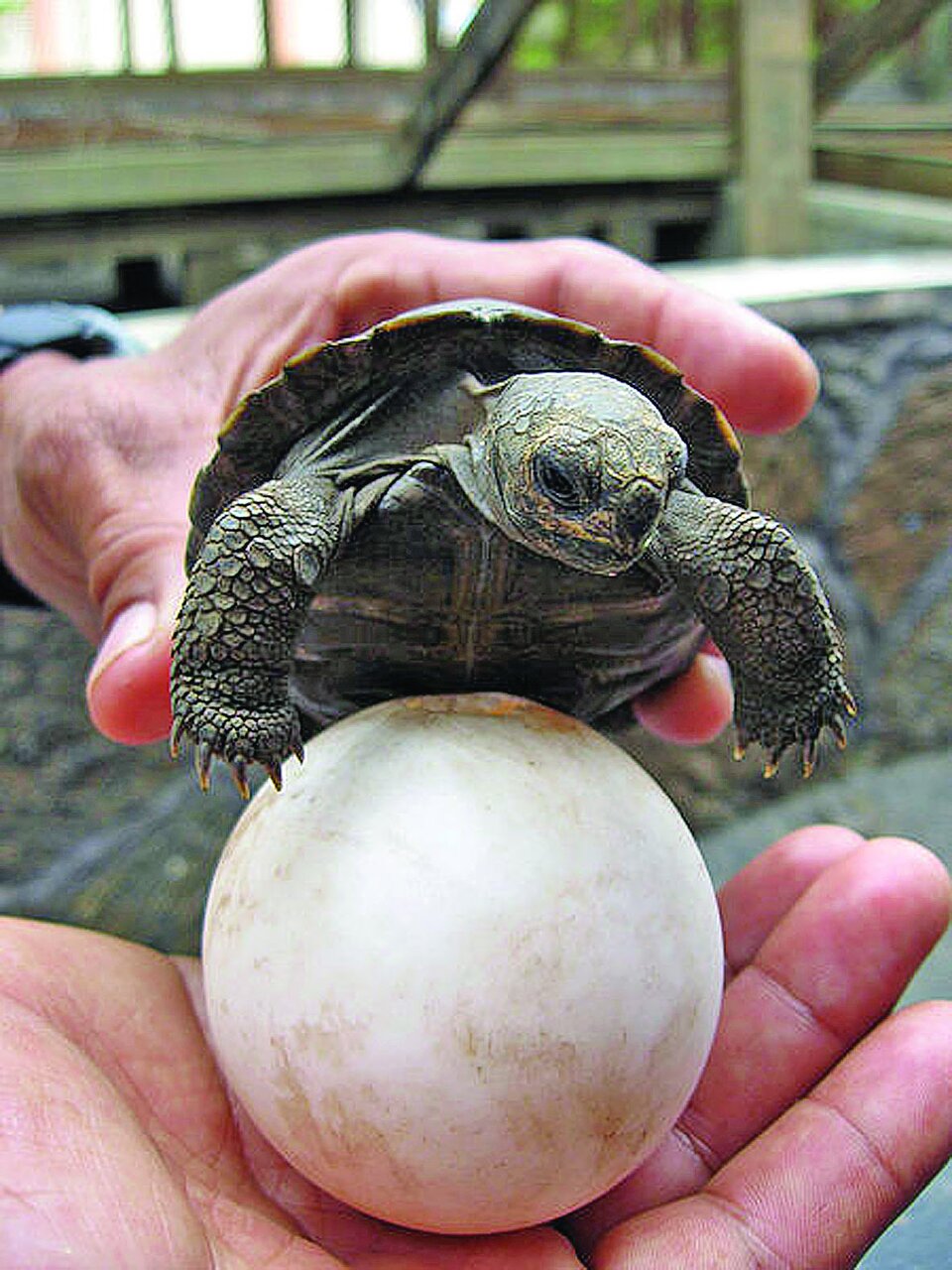 تصاویری از غول پیکرترین لاک‌پشت‌های دنیا | این لاکپشت‌ها سه برابر یک انشان بالغ وزن دارند | رازهایی جذاب و خواندنی زندگی این هیولاها
