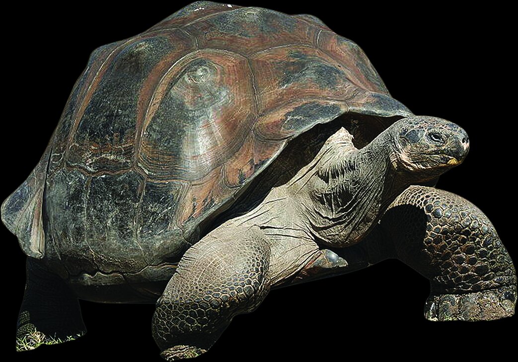 تصاویری از غول پیکرترین لاک‌پشت‌های دنیا | این لاکپشت‌ها سه برابر یک انشان بالغ وزن دارند | رازهایی جذاب و خواندنی زندگی این هیولاها