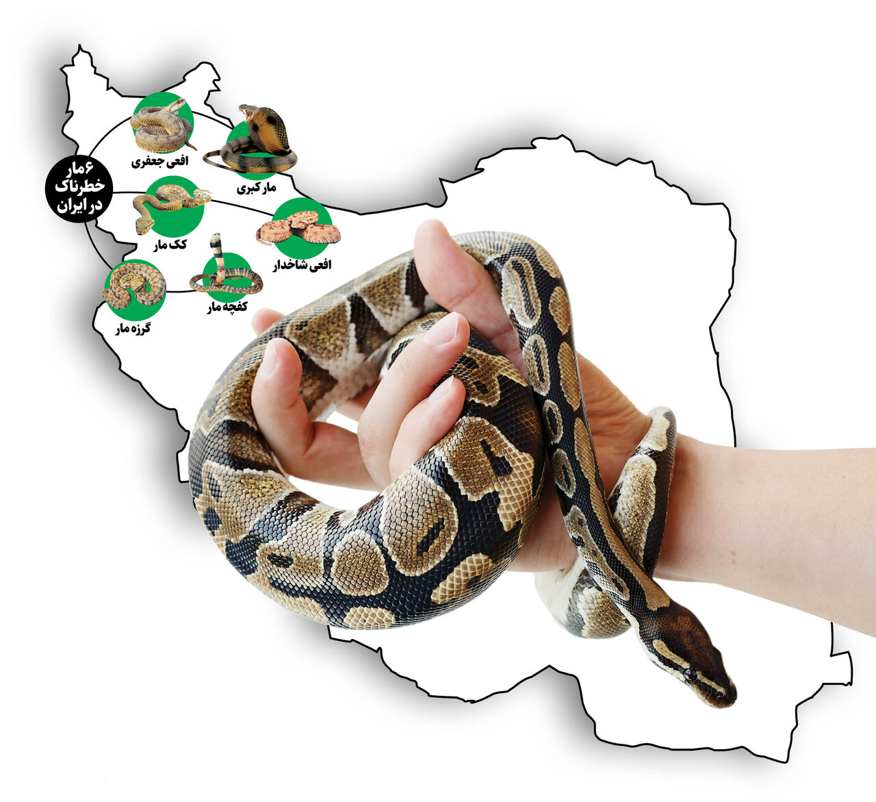 ماجرای استفاده سربازان ارتش آمریکا از پادزهر ایرانی | نجات ۱۵ هزار جان در ایران با آنتیسرمهای ایرانی ؛ آمار مرگ سالانه در کشور تک رقمی شد