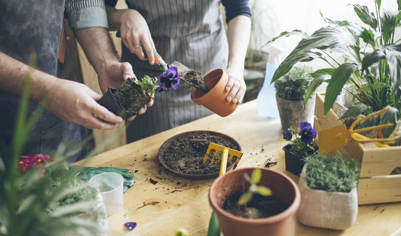 ۱۱ باور اشتباه در نگهداری از گیاهان آپارتمانی که به آنها آسیب میزند