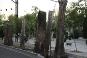 ١٧٩ درخت بیمار خیابان ولی‌عصر(عج) در لیست جمع‌آوری قرار دارند | چه درختانی جایگزین می شوند؟
