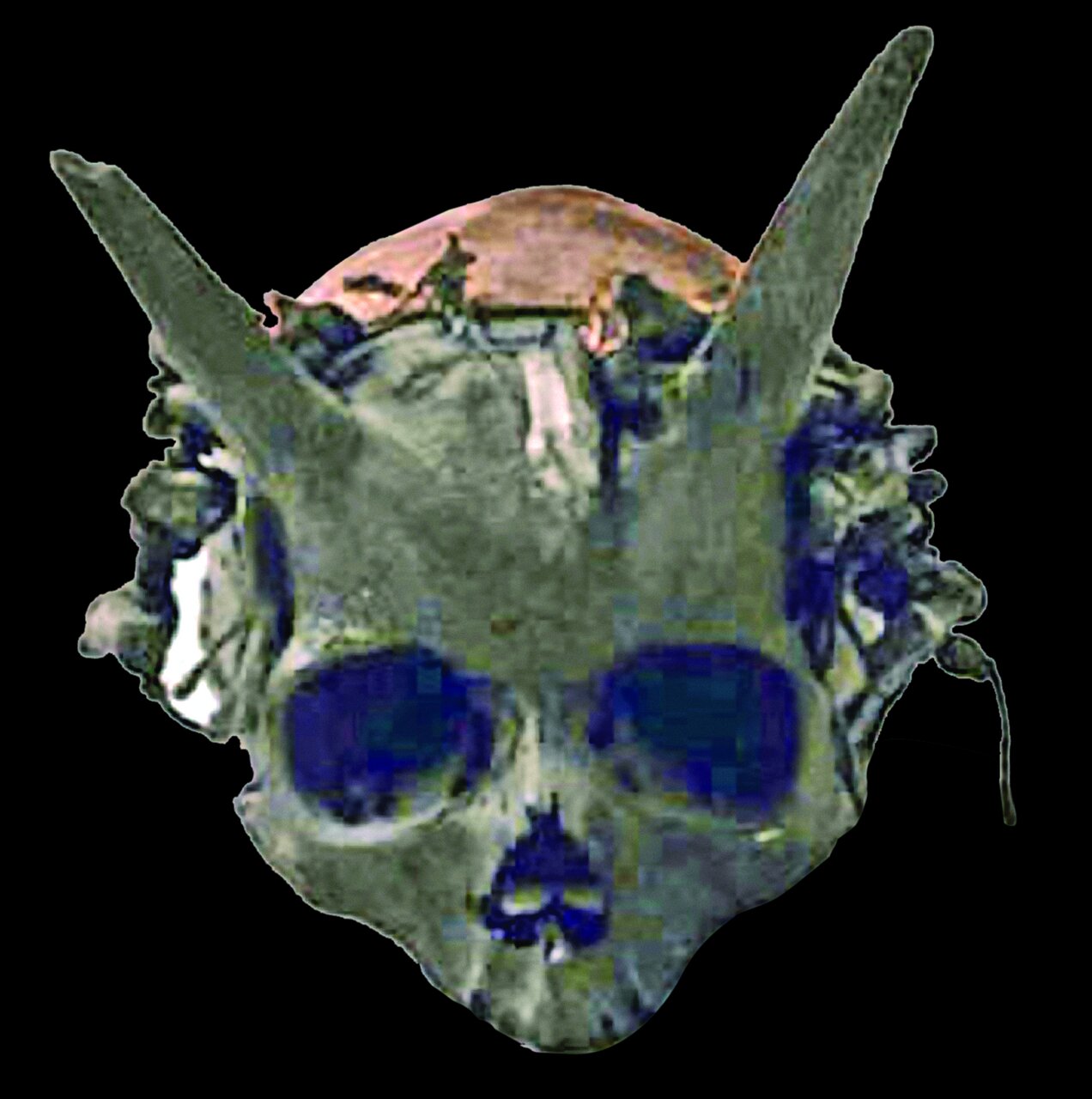 راز های پنهان جمجمه ها و استخوانهای کشف شده توسط باستان شناسان