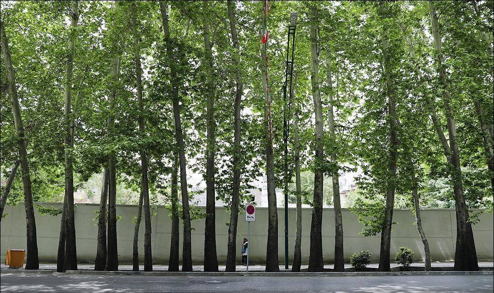 یادداشت | چرا حال چنارهای ولیعصر(عج) خوب نیست؟