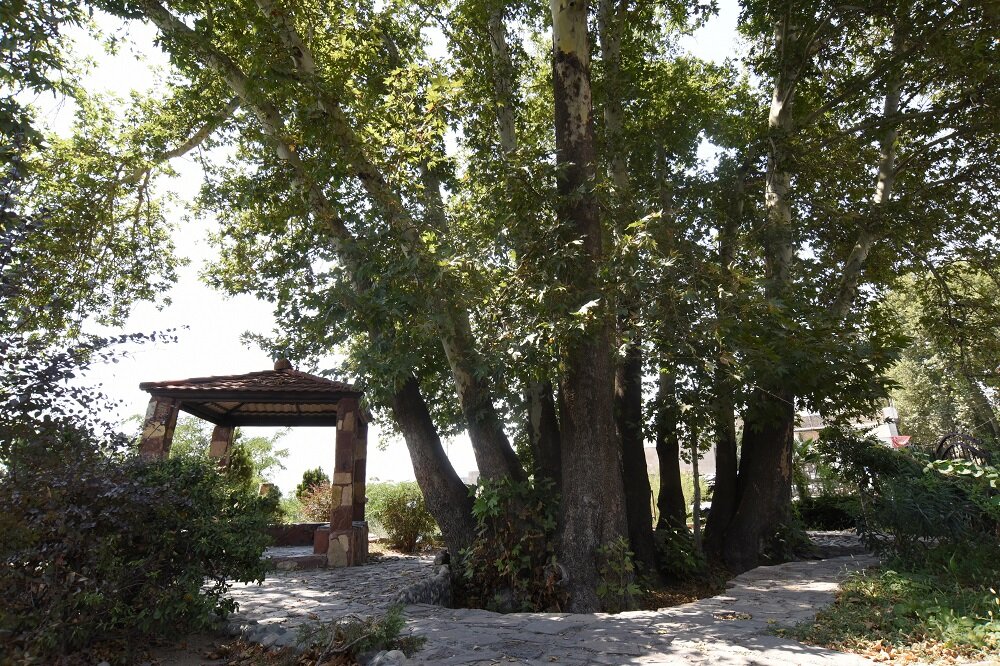 داستان عجیب چل چنارهای تهران | تبارشناسی متفاوت چنارهایی که عمر برخی از آنها نزدیک به هزار سال میرسد