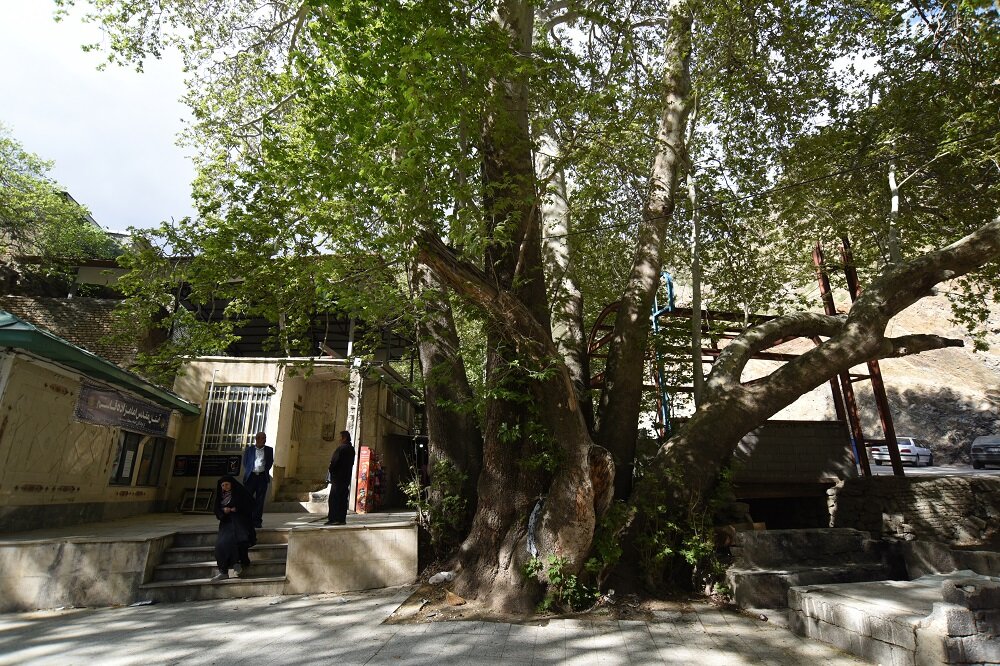 داستان عجیب چل چنارهای تهران | تبارشناسی متفاوت چنارهایی که عمر برخی از آنها نزدیک به هزار سال میرسد