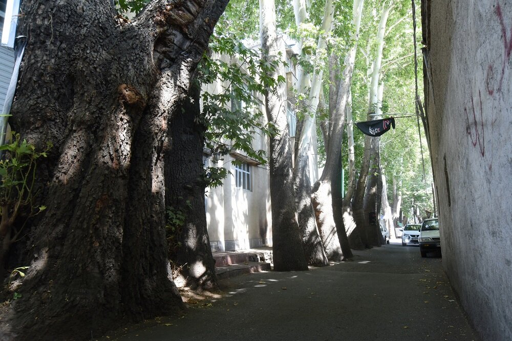 داستان عجیب چل چنارهای تهران | تبارشناسی متفاوت چنارهایی که عمر برخی از آنها نزدیک به هزار سال میرسد