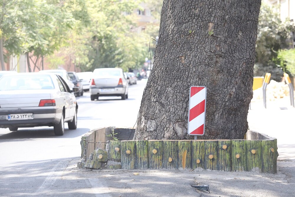 قطورترین چنار پایتخت کجاست؟ | درختی که مورد احترام تهرانیهاست