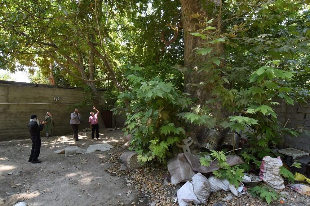 قطورترین چنار پایتخت کجاست؟ | درختی که مورد احترام تهرانیهاست