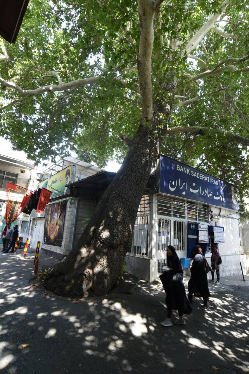 کهنسالترین موجودات زنده پایتخت را اینجا ببینید