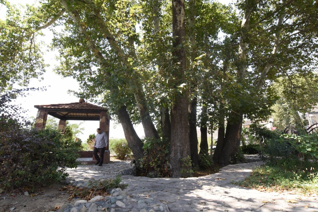 کهنسالترین موجودات زنده پایتخت را اینجا ببینید