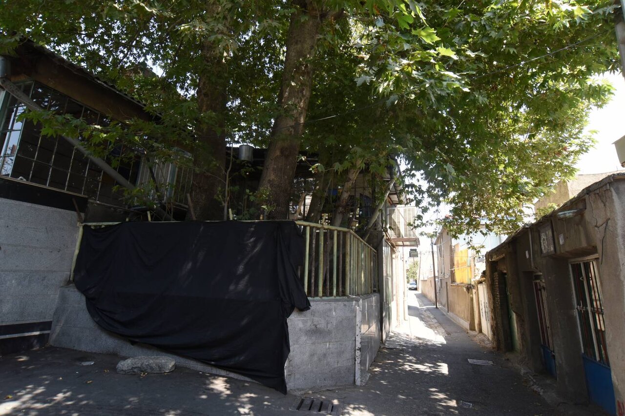 کهنسالترین موجودات زنده پایتخت را اینجا ببینید