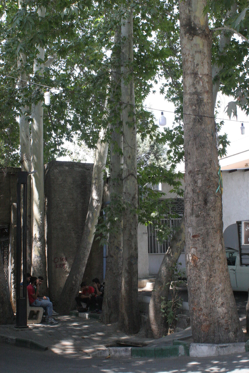 کهنسالترین موجودات زنده پایتخت را اینجا ببینید