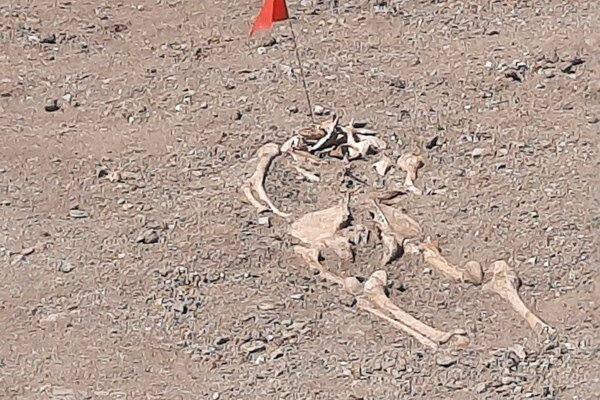 ادعای آذربایجان؛ کشف گور جمعی در قرهباغ | تصاویر گورهای کشف شده در شوشا | تعداد اجساد ؛ توئیت دستیار ریاستجمهوری آذربایجان