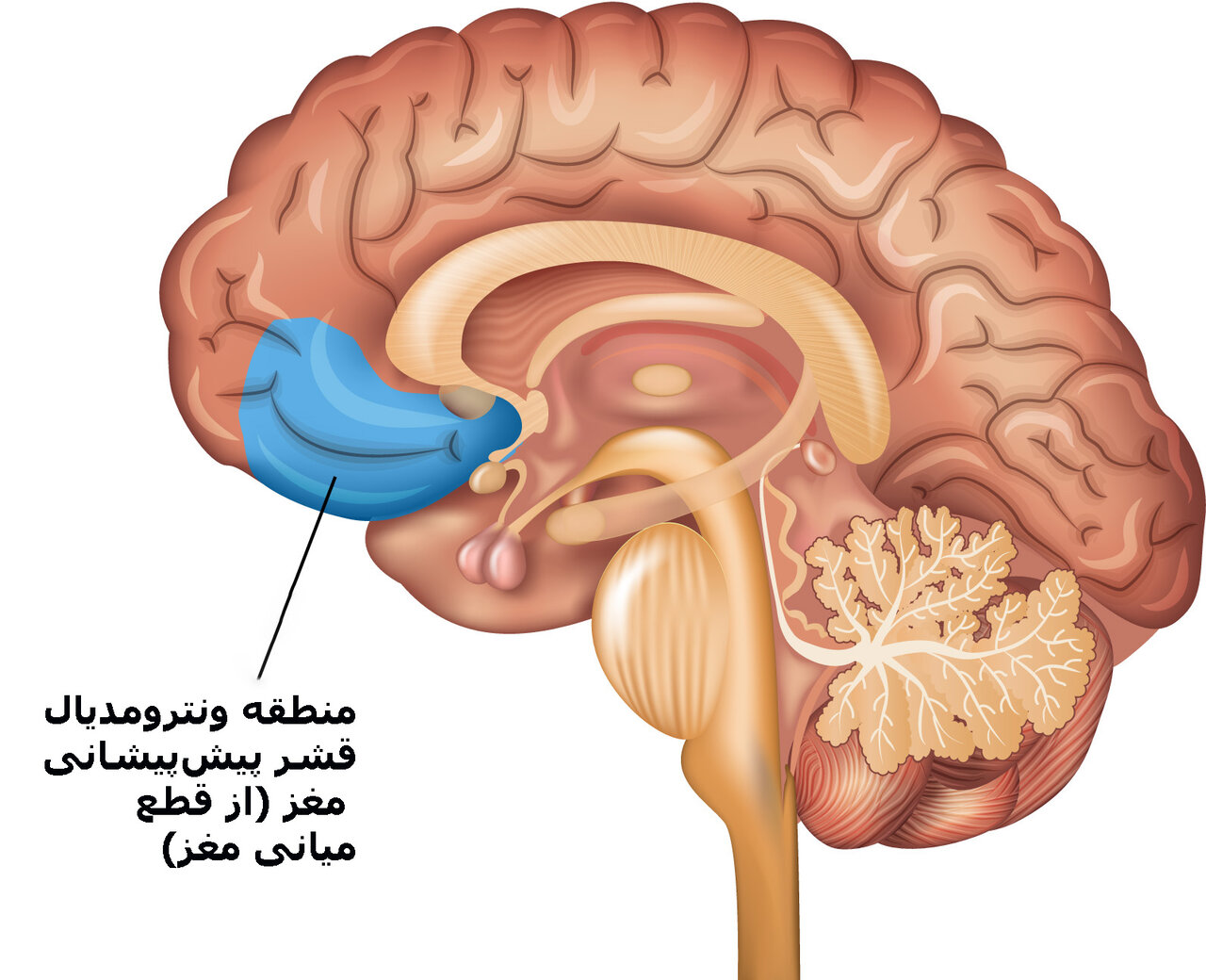 چرا نوجوانان شروع به سیگار کشیدن میکنند؟ یک بررسی رشد ناکافی مغز را مقصر میداند