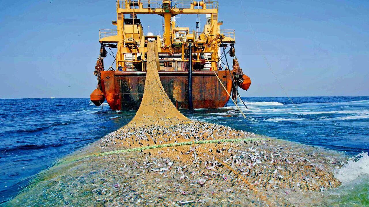 زنگ خطر غارت دریا به صدا در آمد | رییس جمهور فرمان توقف صید ترال را صادر کرده بود!