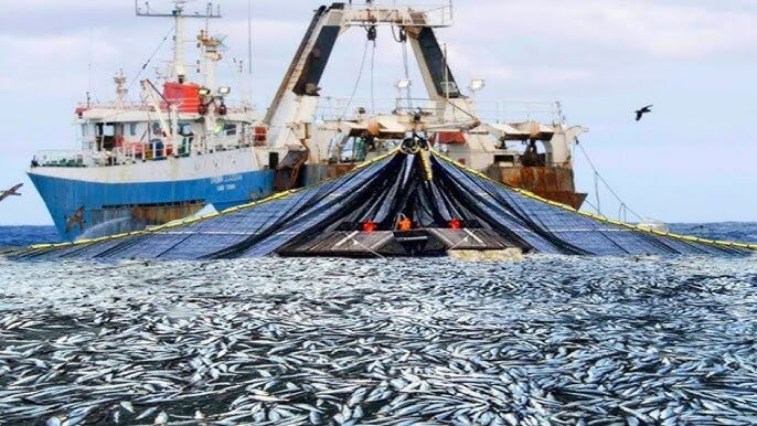 زنگ خطر غارت دریا به صدا در آمد | رییس جمهور فرمان توقف صید ترال را صادر کرده بود!