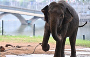 تصاویر | جنجال غل و زنجیر کردن دو فیل سالخورده در باغ وحش