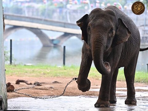 جنجال غل و زنجیر کردن دو فیل سالخورده در باغ وحش