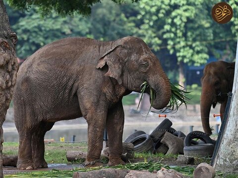 جنجال غل و زنجیر کردن دو فیل سالخورده در باغ وحش