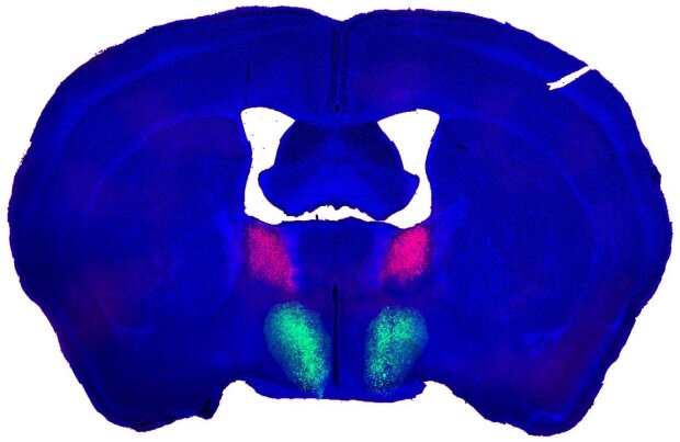 دانشمندان مرکز میل جنسی مردانه را در مغز پیدا می‌کنند | آیا داروهایی بهتر از ویاگرا برای مردان به بازار خواهند آمد