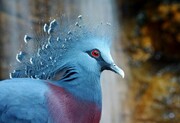 تصاویر بی نظیر زیباترین کبوتر جهان | این گونه نادر صاحب جوجه شد