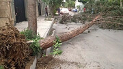 درخت پوسیده بلای جان یک شهروند شد | جراحت عمیق یک زن در اثر سقوط درخت